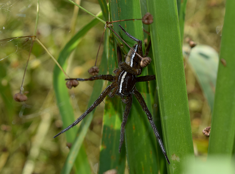 Dolomedes fimbriatus? - Viadana (MN)